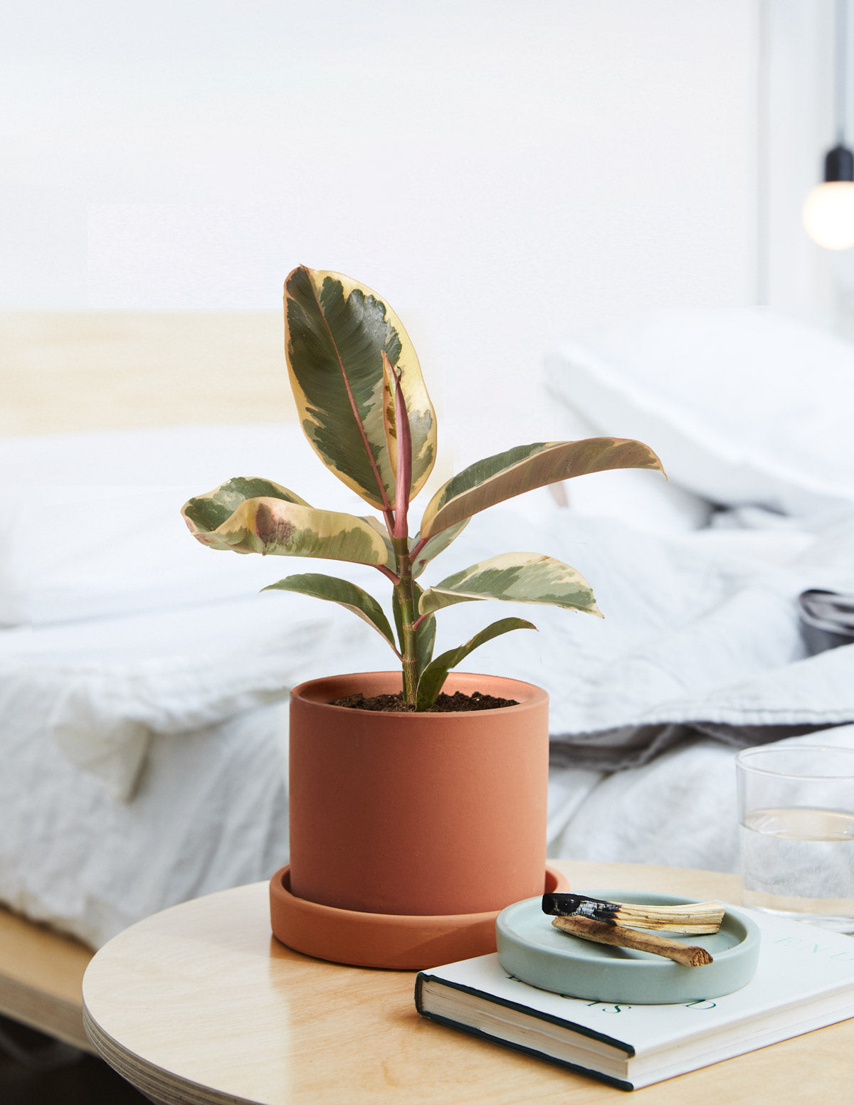 Fun Ficus Party Pack