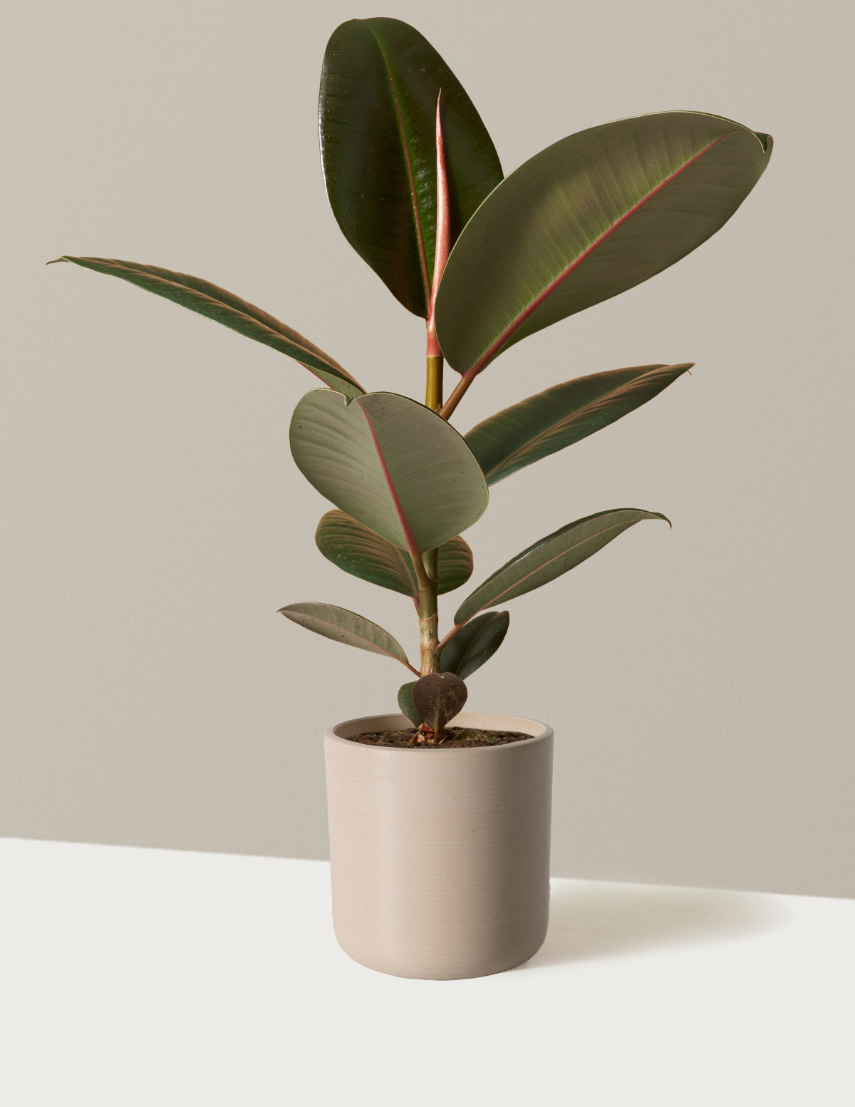 Ficus Burgundy Rubber Plant