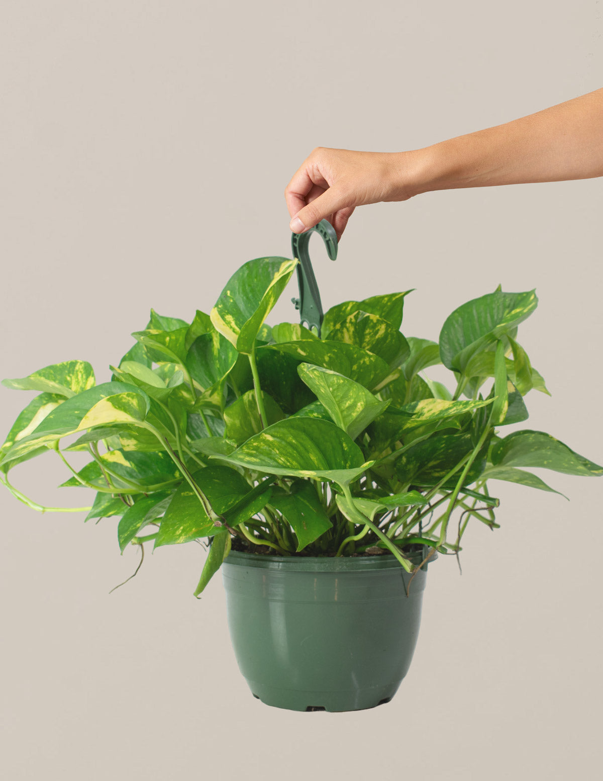 hanging pothos golden The Sill Golden Pothos Hanging Basket Houseplants, Medium in Grow Pot