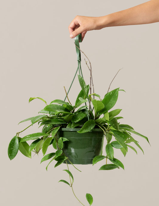 Hoya Pubicalyx Hanging Basket