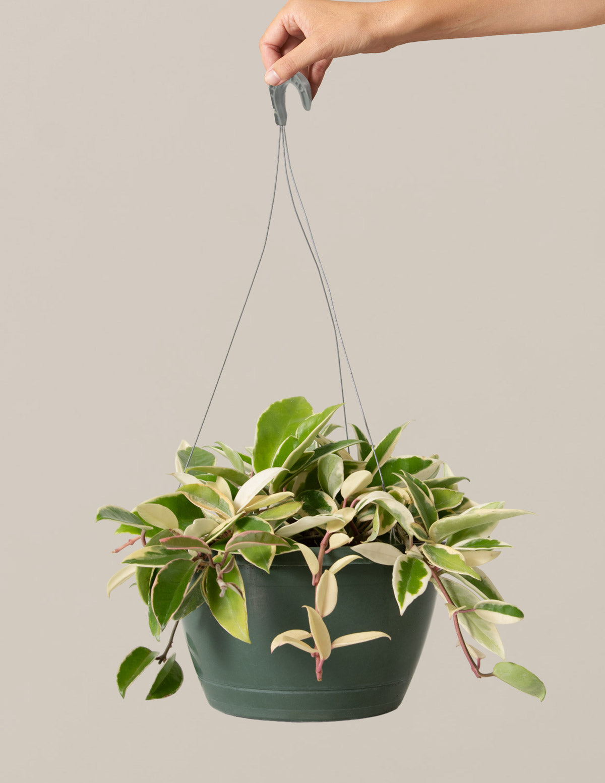 Hoya Tricolor Hanging Basket | Unique, rare, vining houseplants