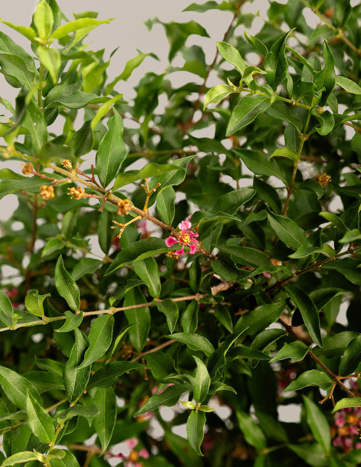 Barbados ‘Acerola’ Cherry Tree