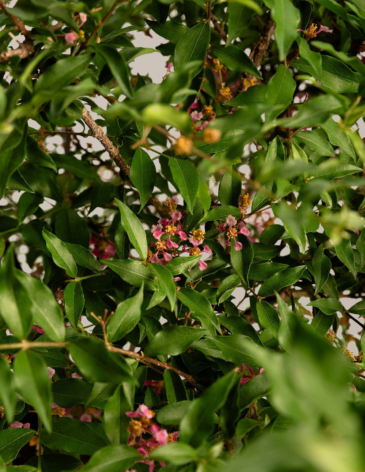 Barbados ‘Acerola’ Cherry Tree