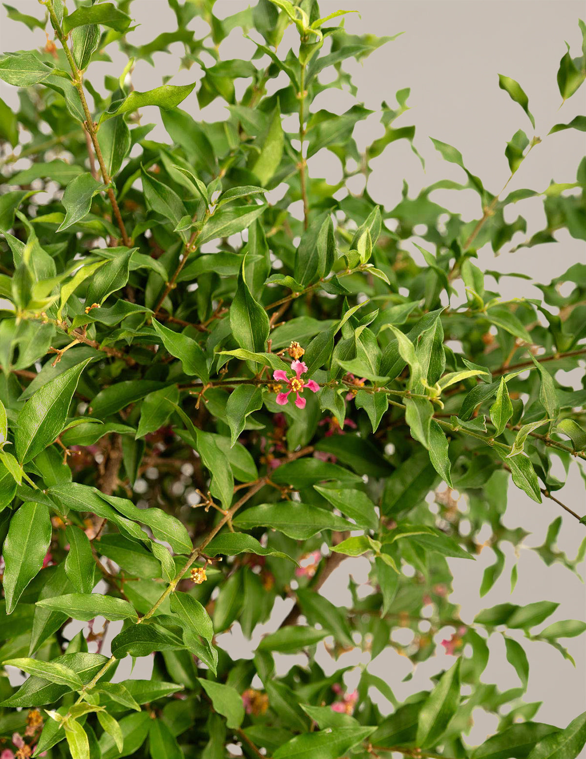 Barbados ‘Acerola’ Cherry Tree