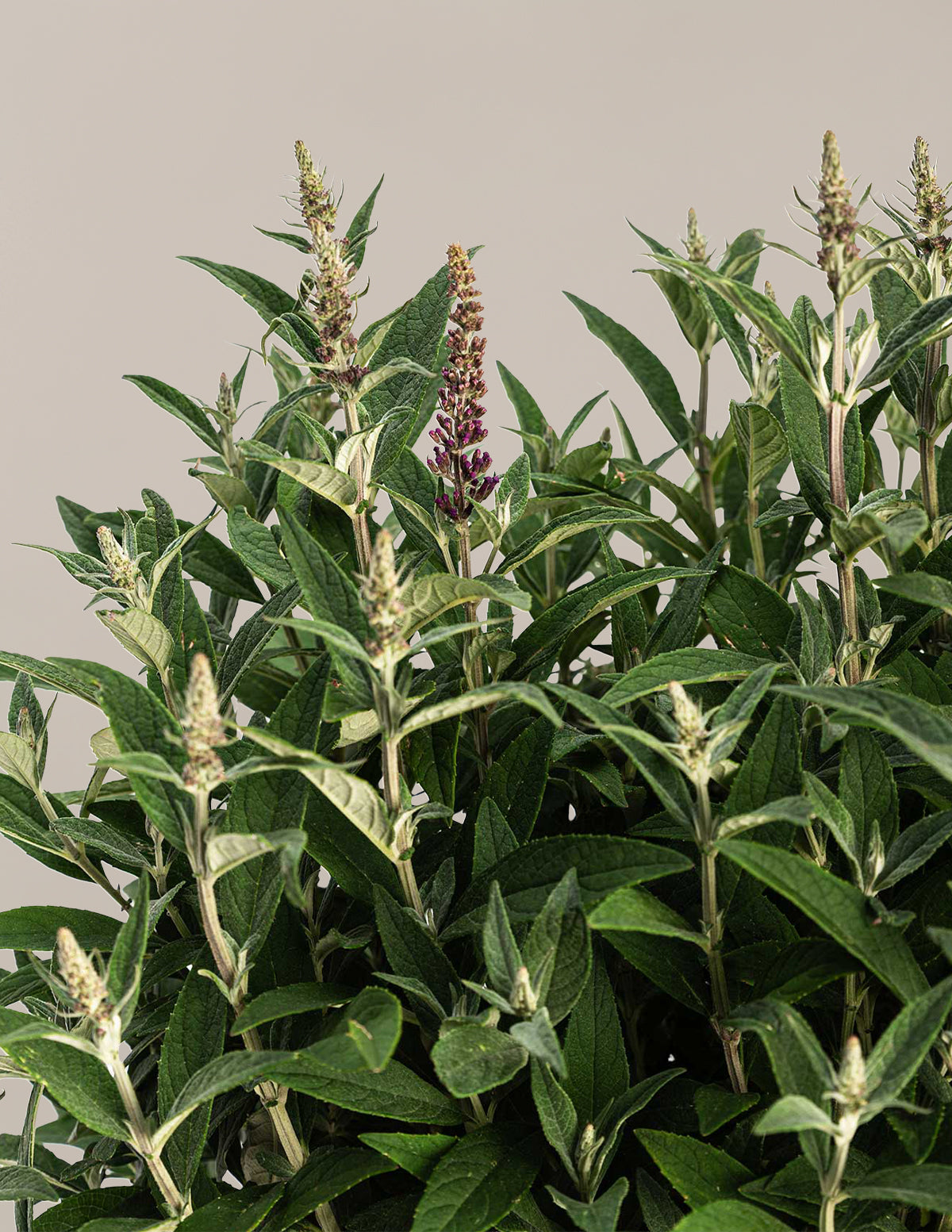 Birthday Cake™ Butterfly Bush