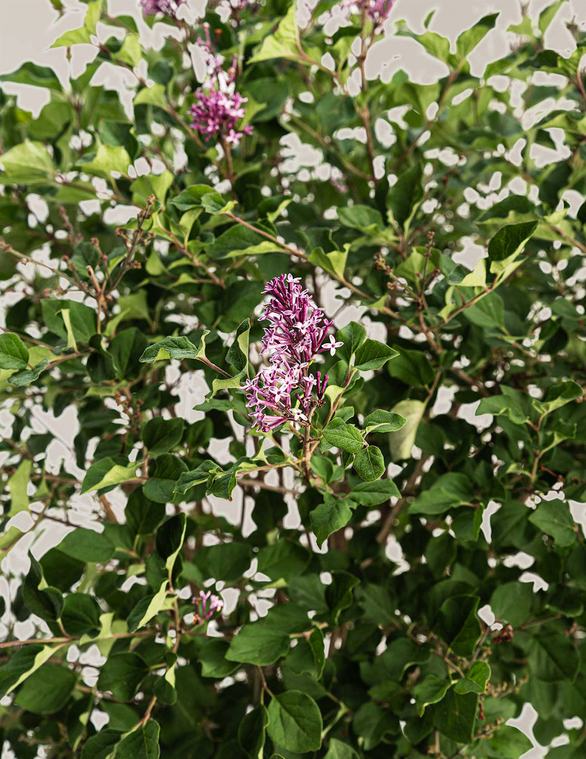 Bloomerang Lilac Bush