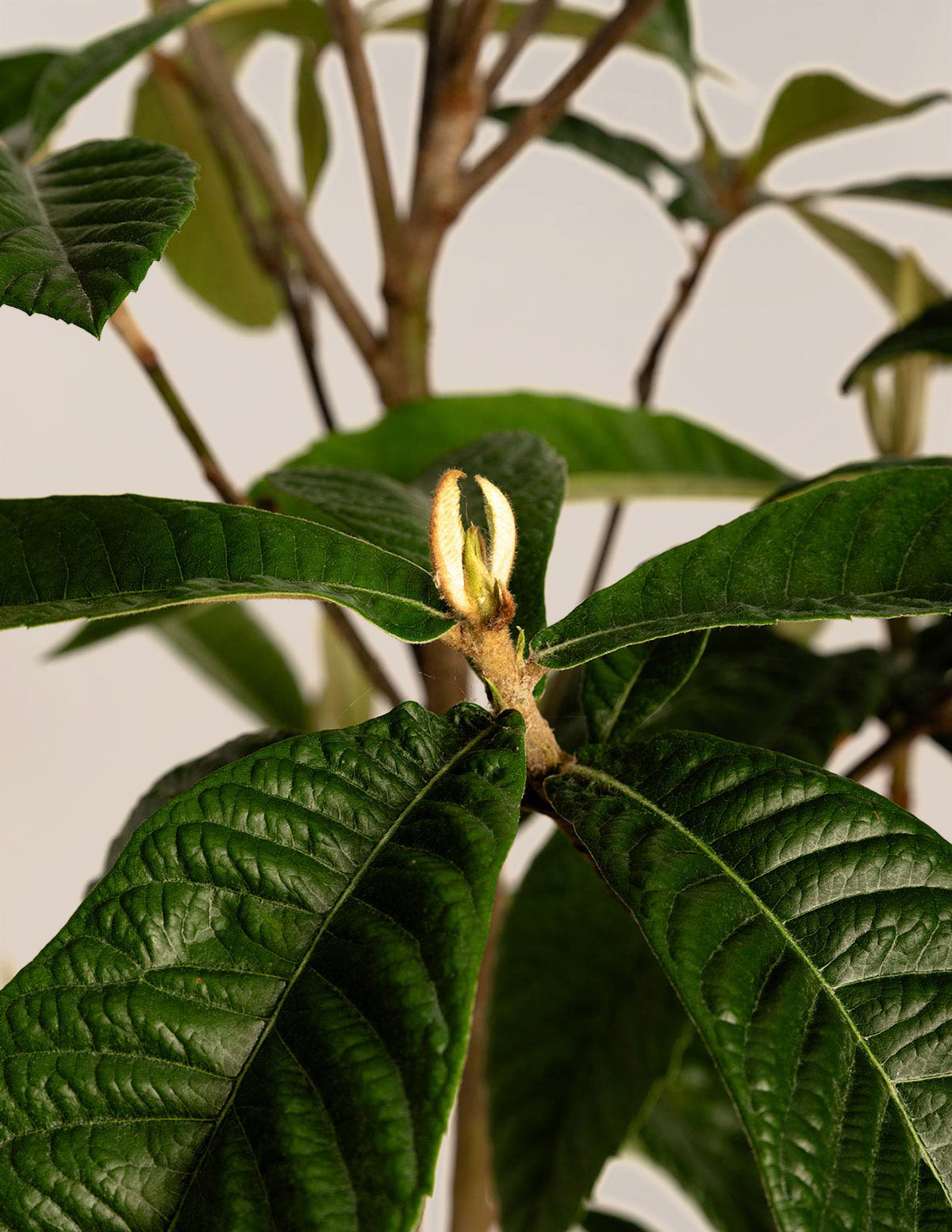 Japanese Loquat