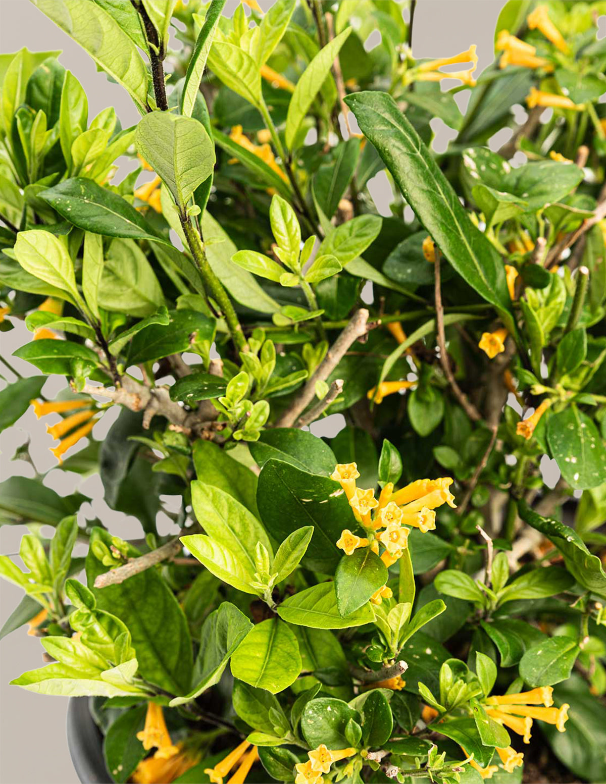 Juiced® Orange Jessamine