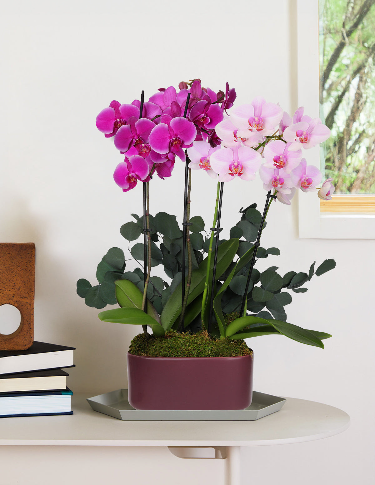 Large Double Bi-Color Orchid | Indoor Plants and Houseplants for