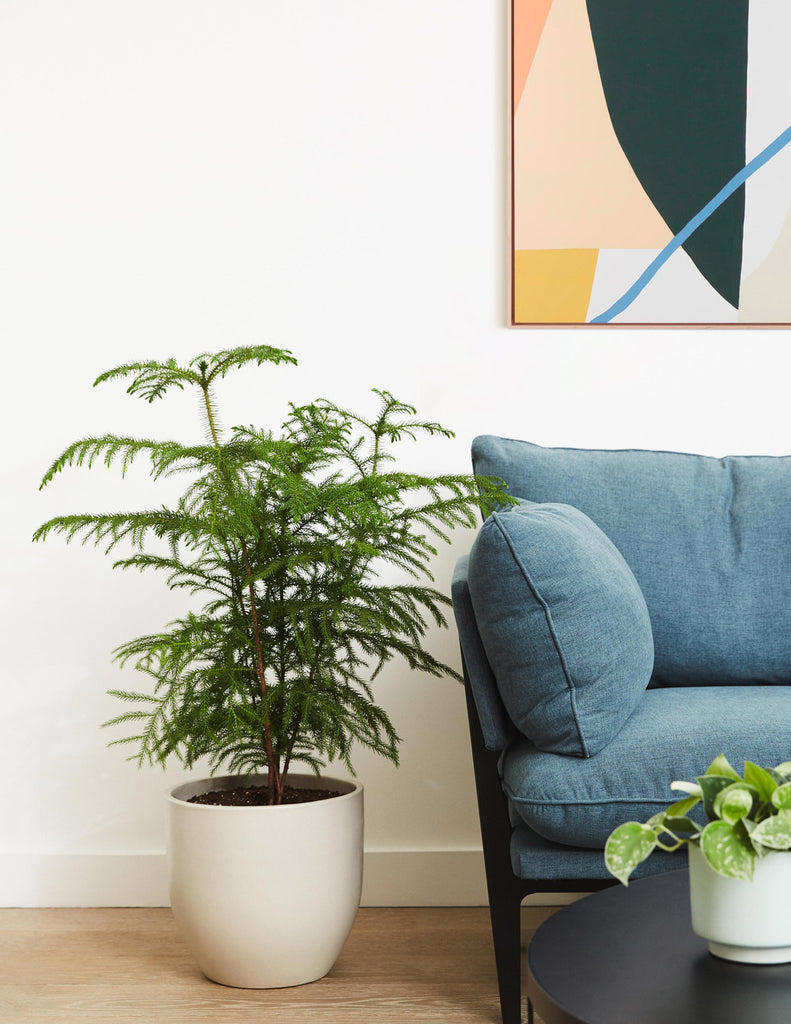 How to care for a Norfolk Island Pine