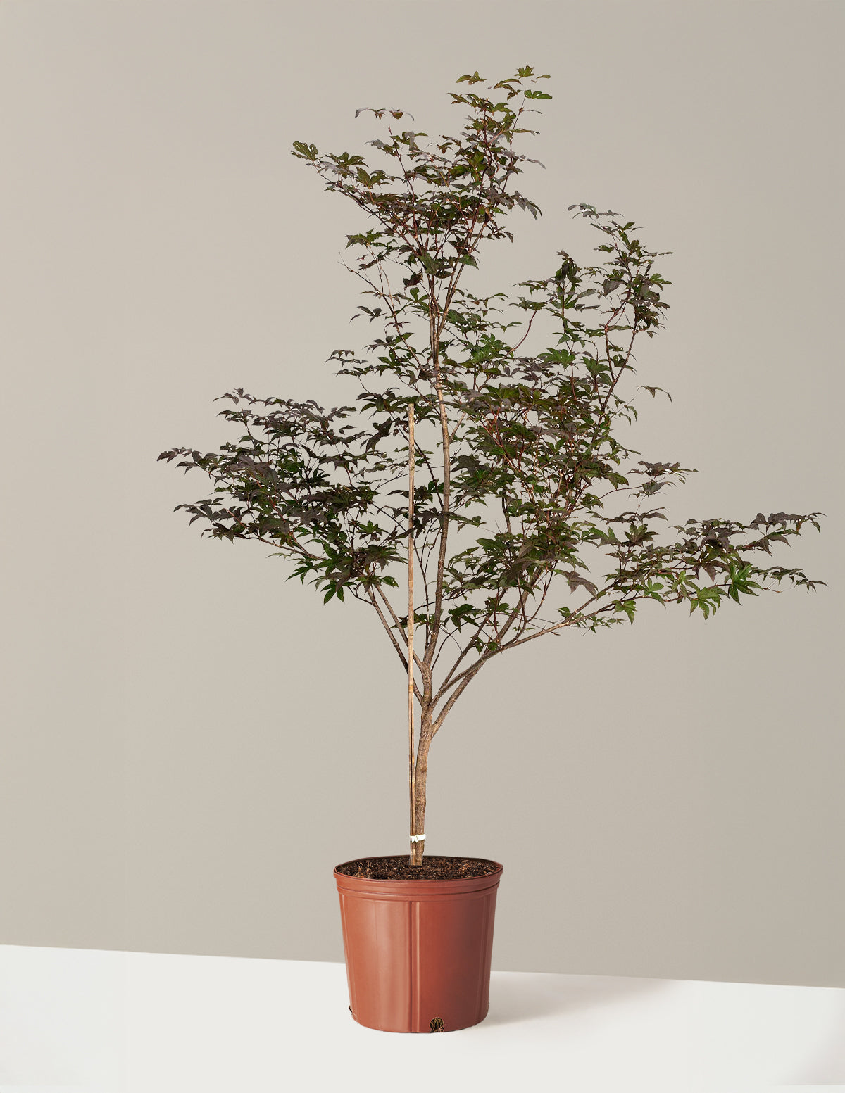 Bloodgood Japanese Maple