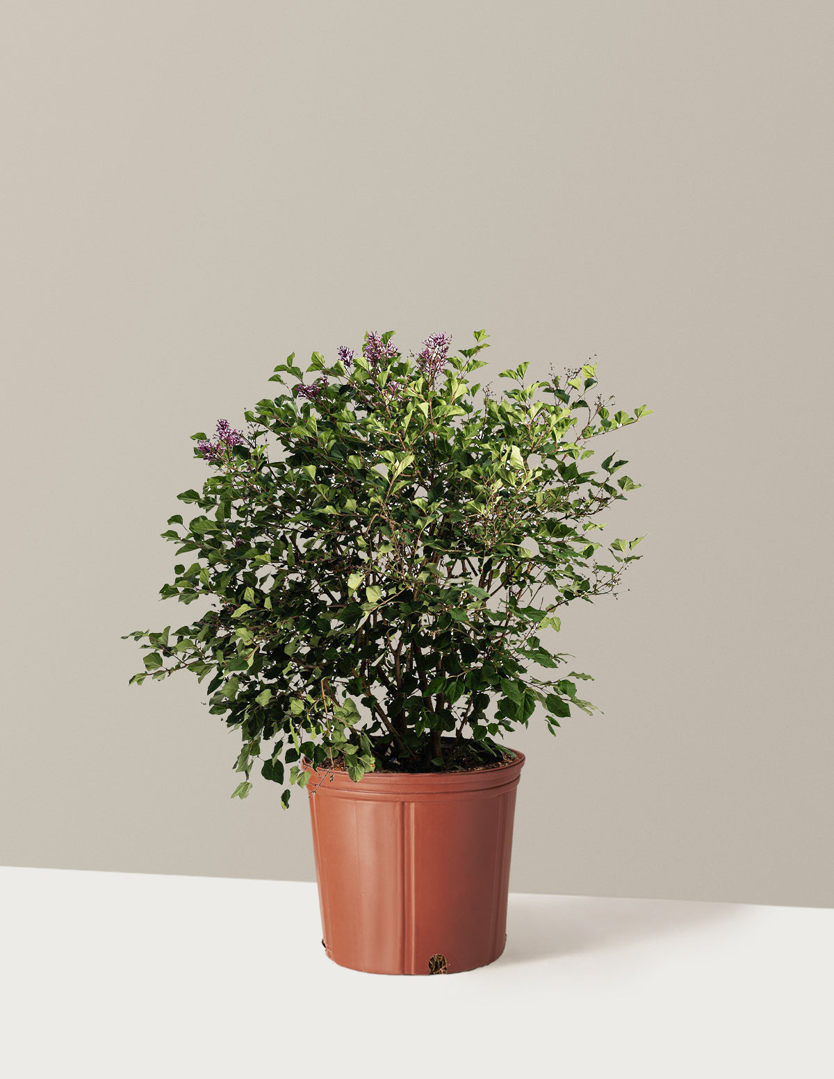 Bloomerang Lilac Bush