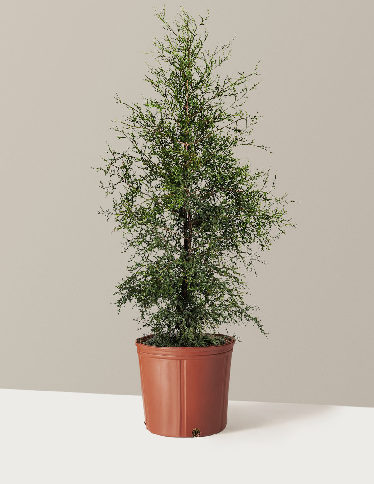 Brodie Eastern Red Cedar