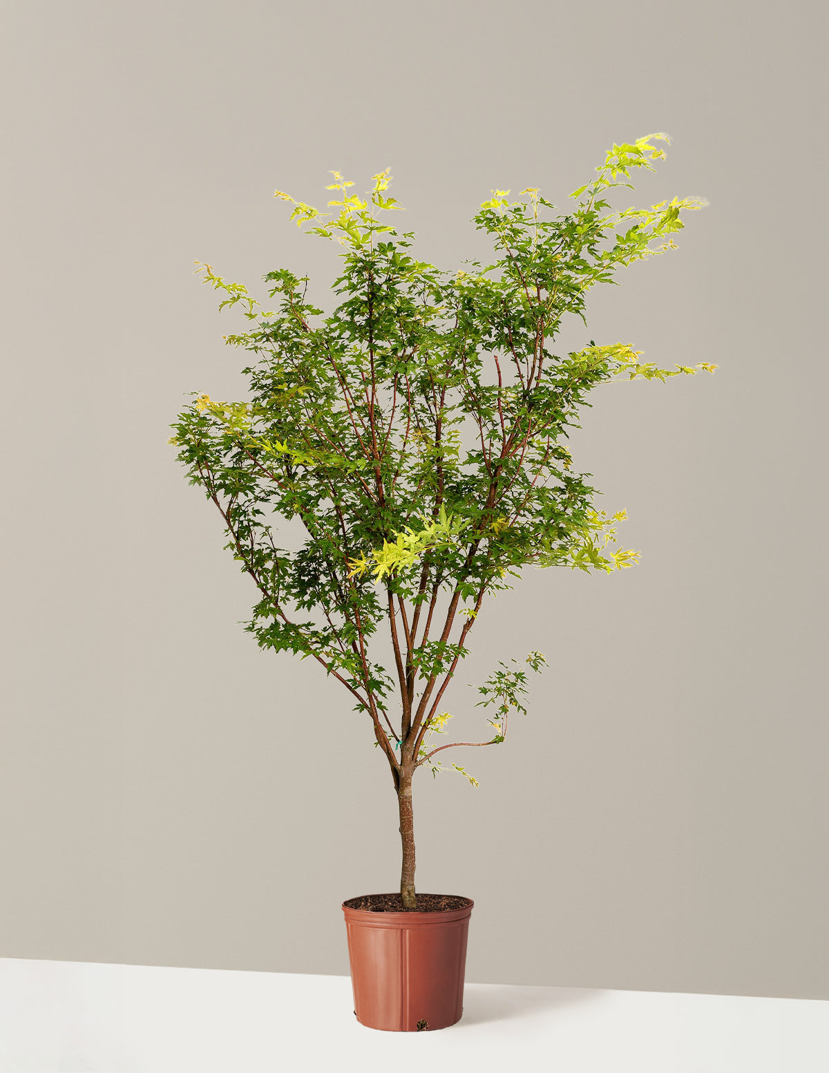 Coral Bark Japanese Maple Tree