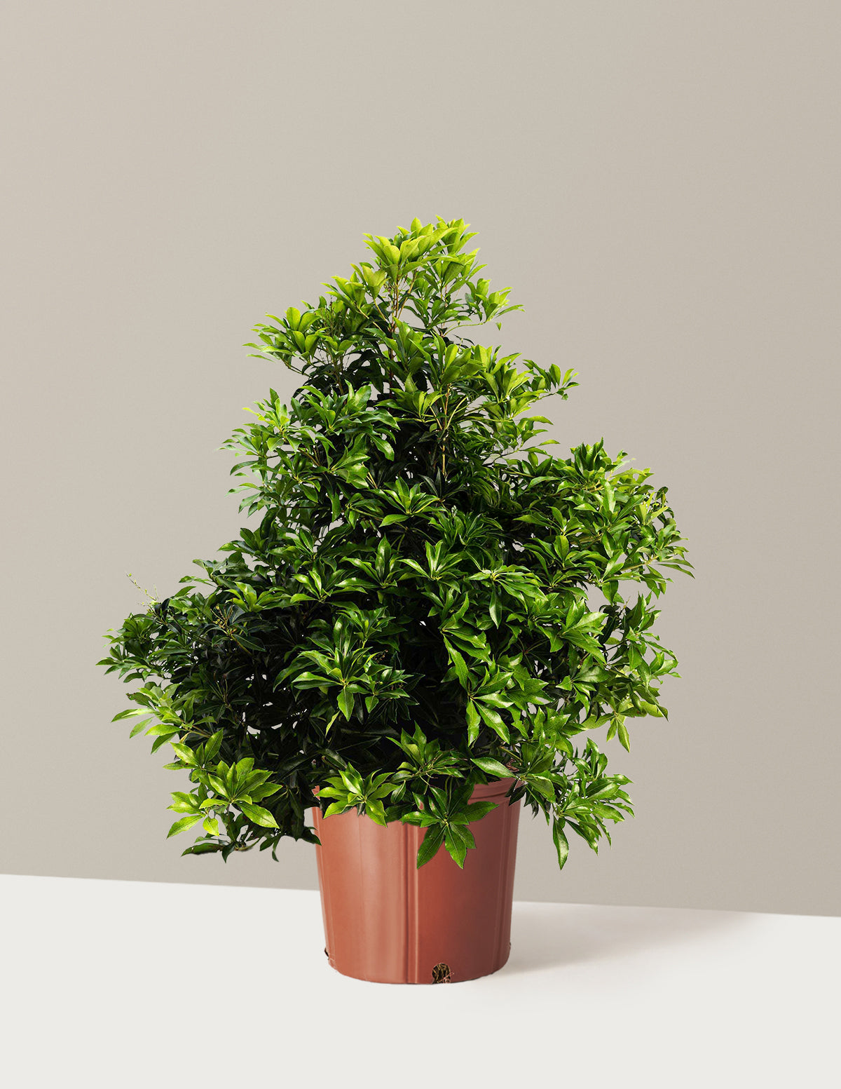 Enchanted Forest® River Run™ Pieris