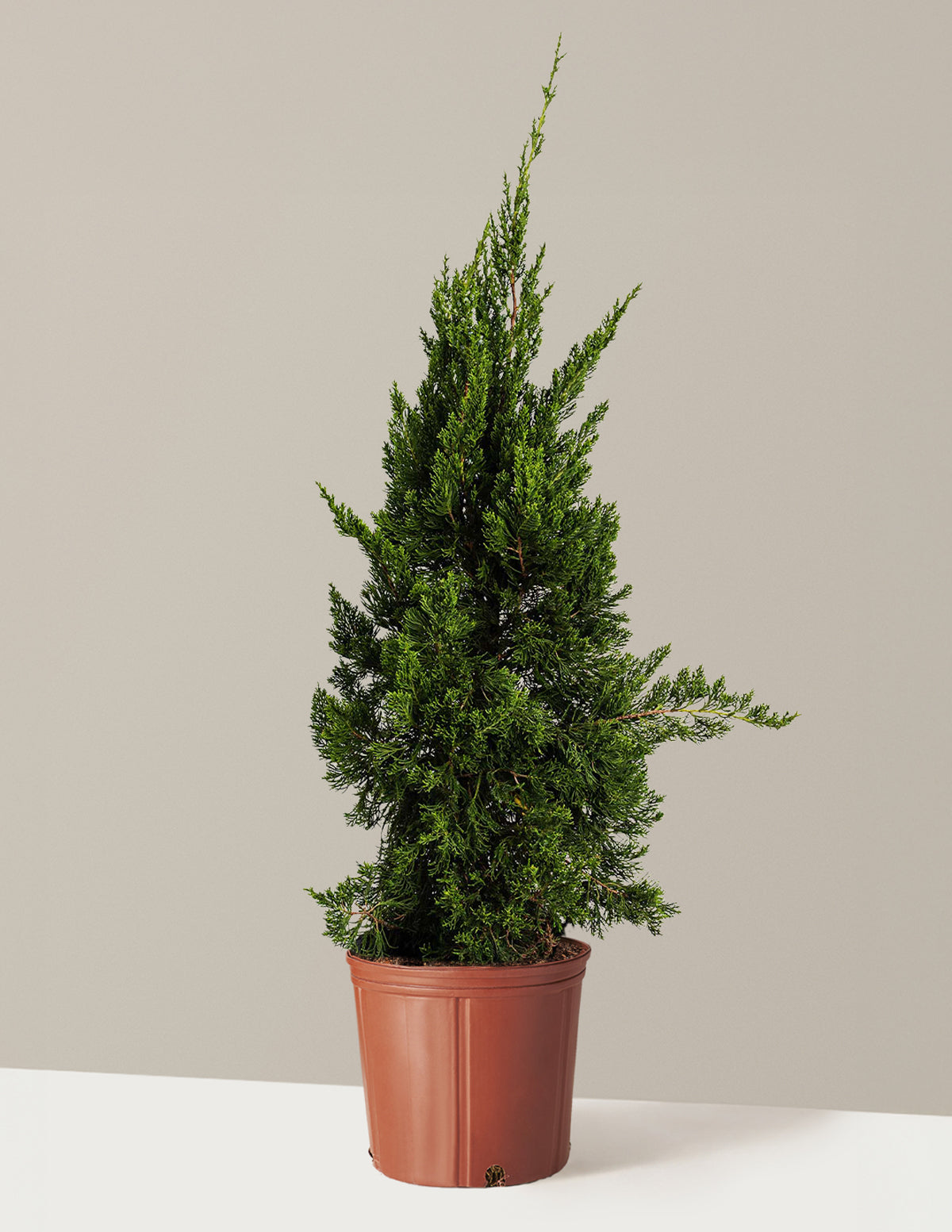 Hollywood Juniper Tree
