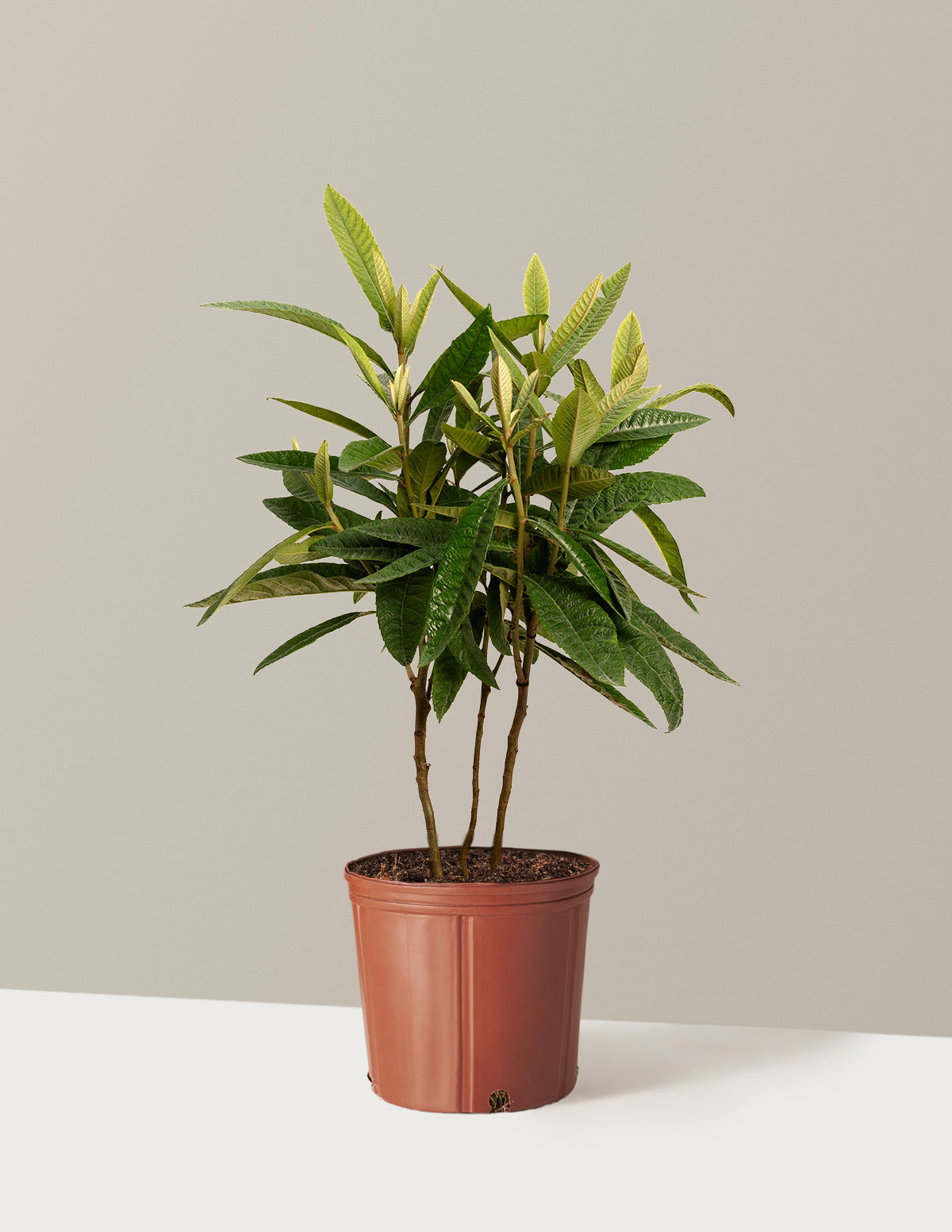 Japanese Loquat