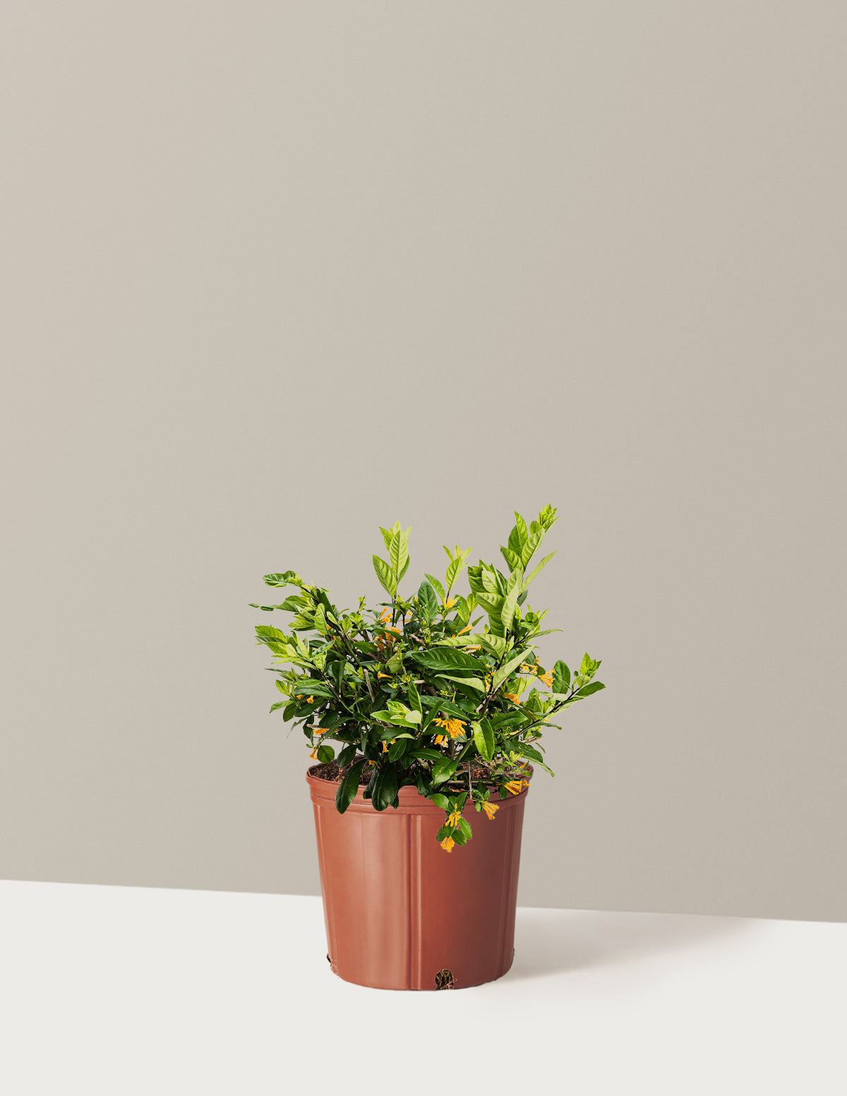 Juiced® Orange Jessamine