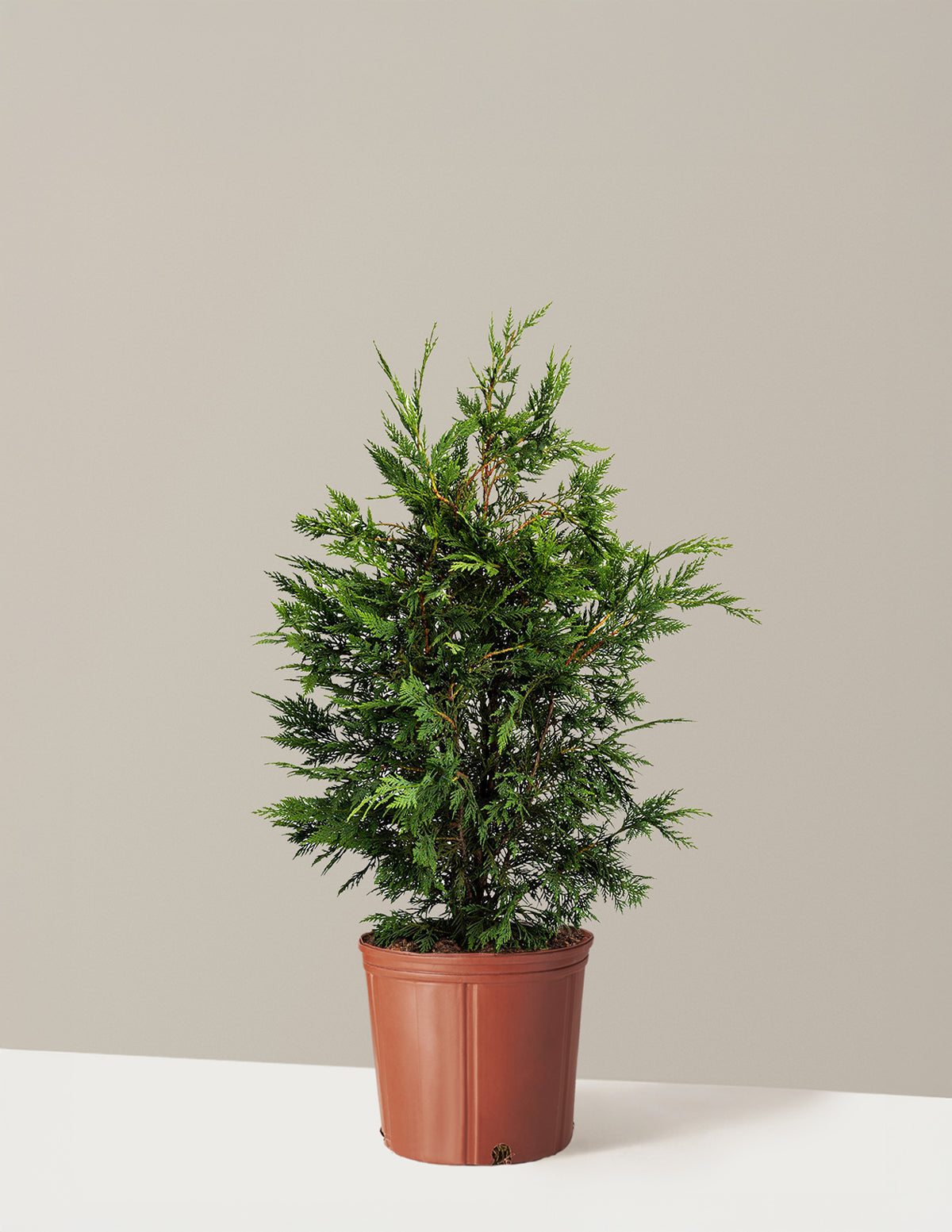 Leyland Cypress Tree