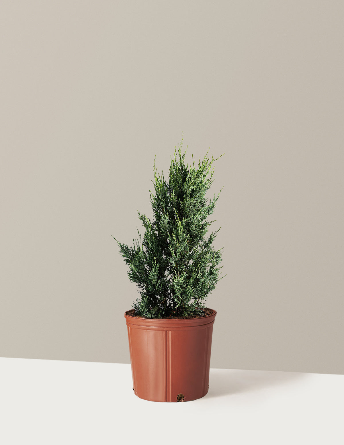 Moonglow Juniper Tree