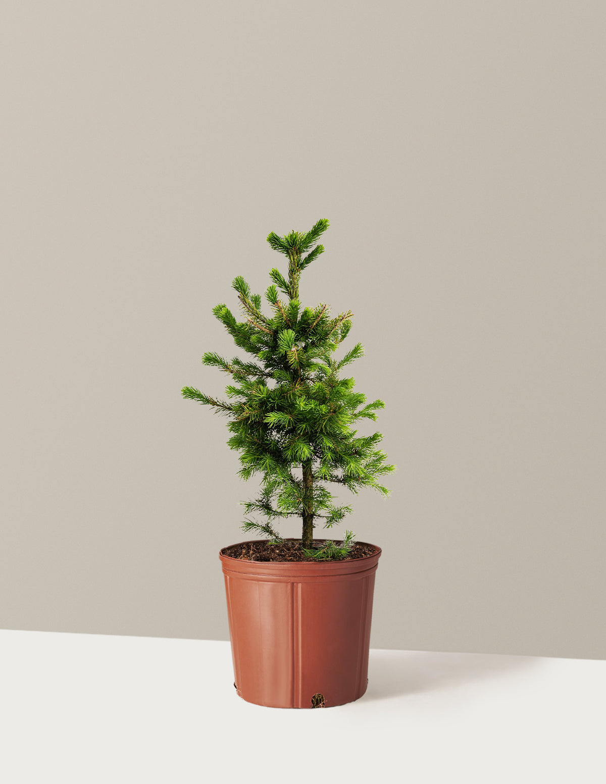 Norway Spruce