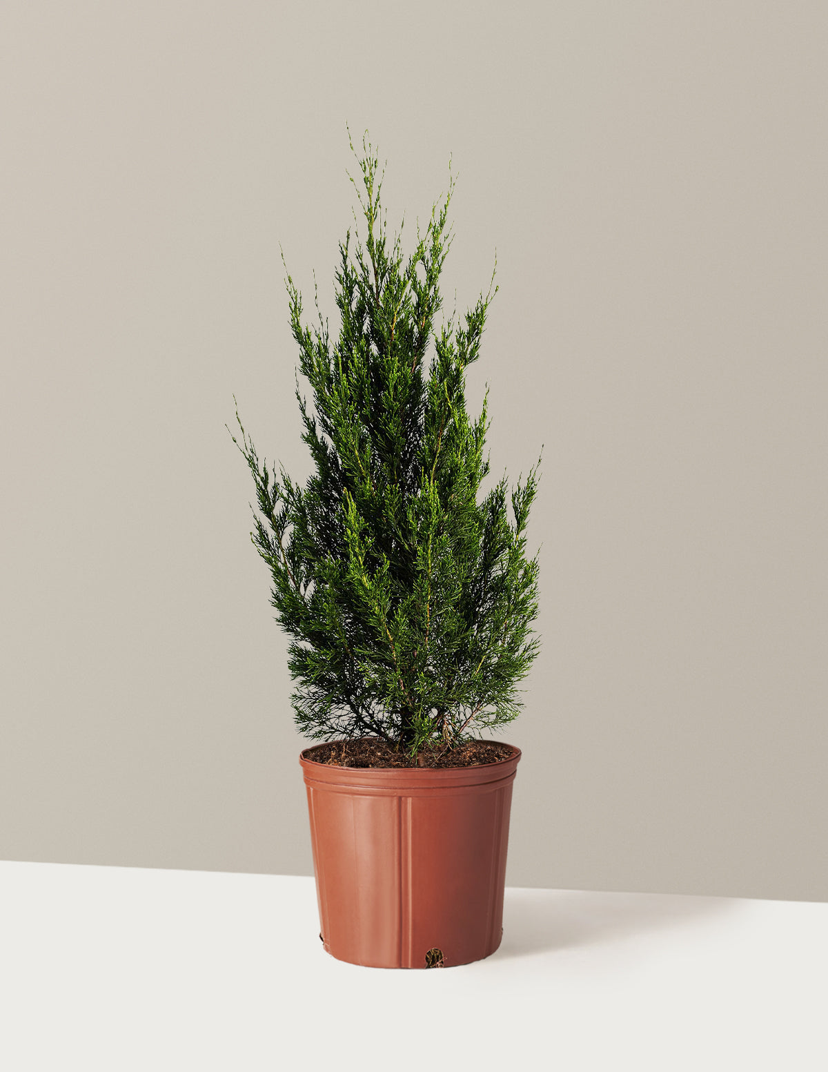 Spartan Juniper