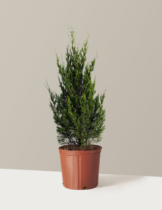 Spartan Juniper