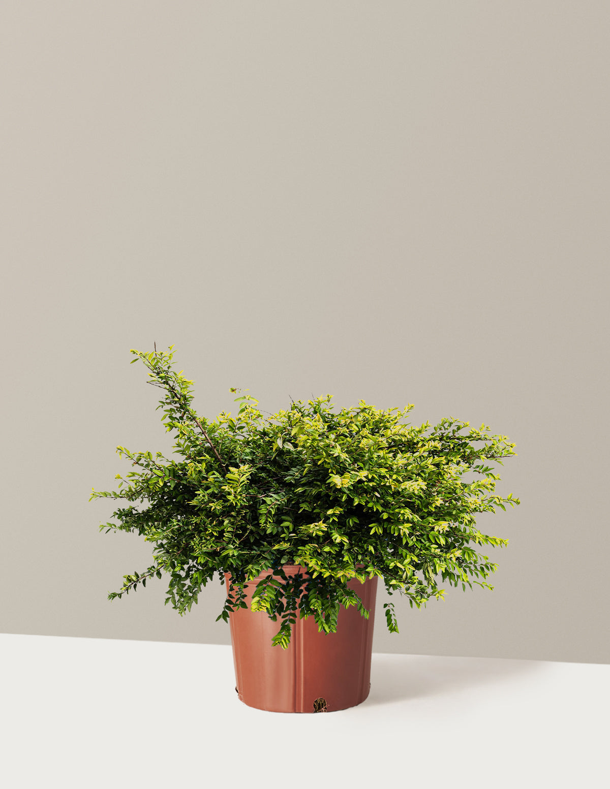 Thunderbolt® Box Honeysuckle