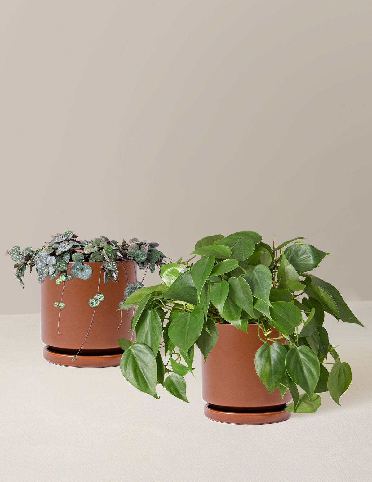 Trailing Hearts Duo