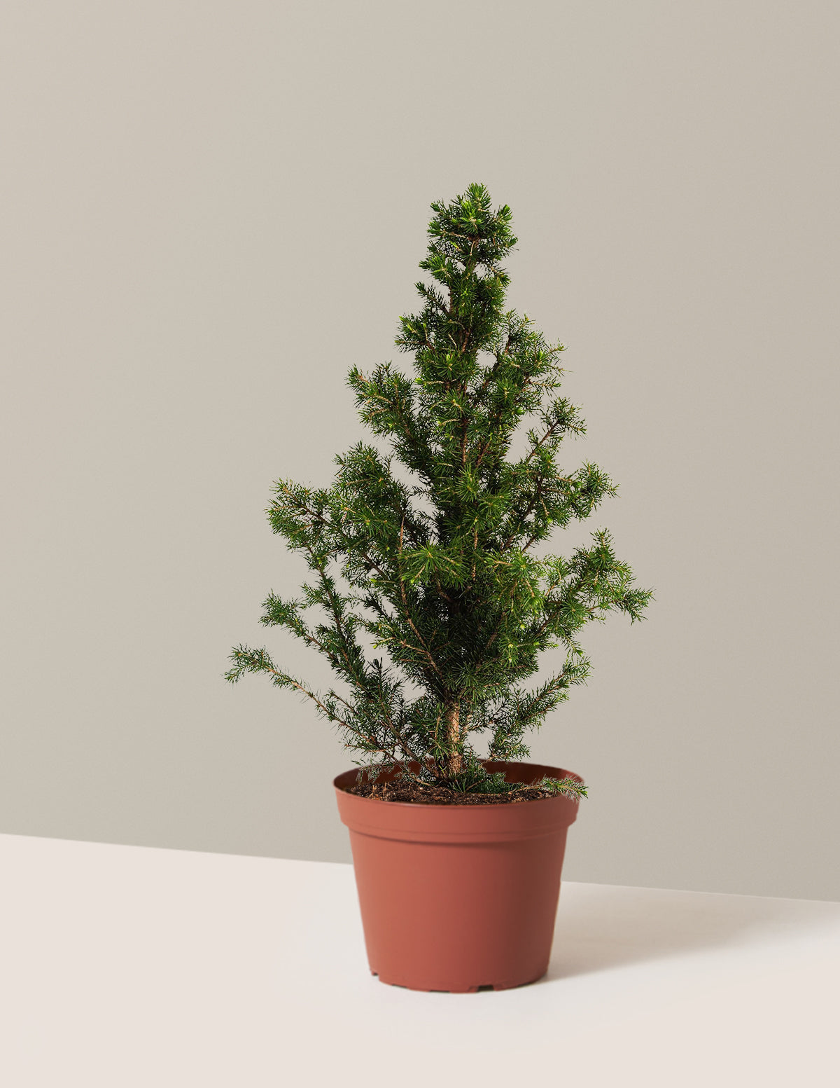 Dwarf Alberta Spruce