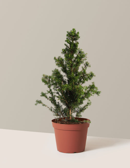 Dwarf Alberta Spruce
