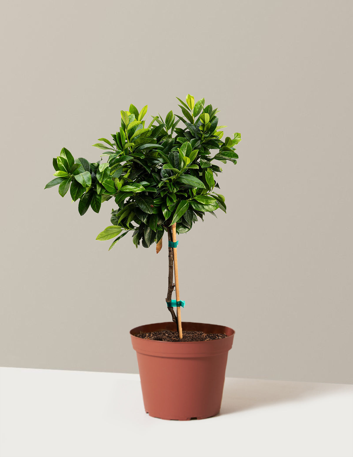 English Laurel Topiary (Single Ball)