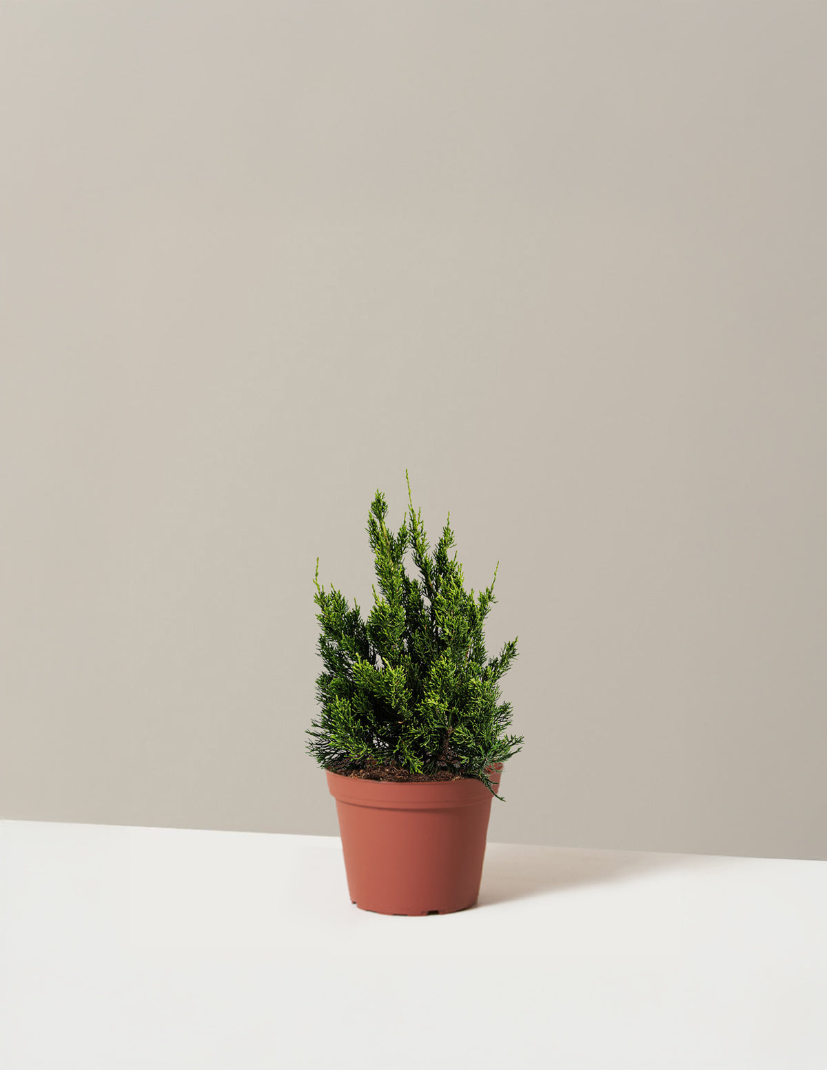 Hollywood Juniper Tree