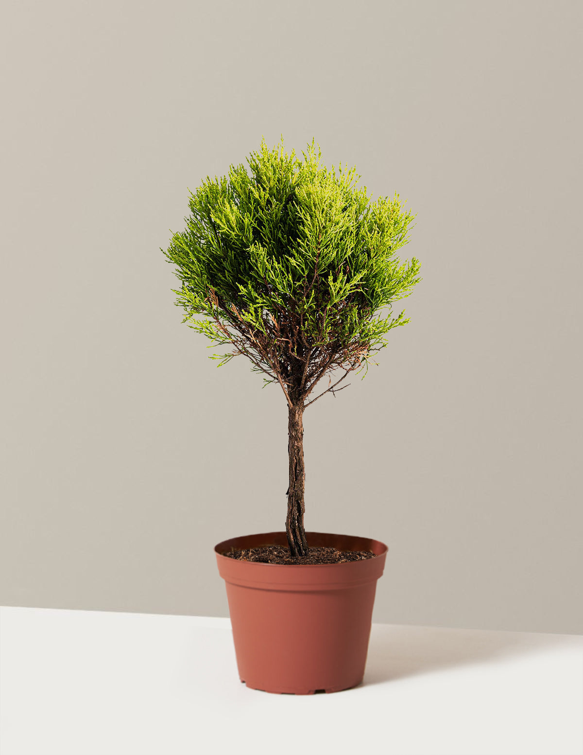 Lemon Cypress Tree Form Topiary