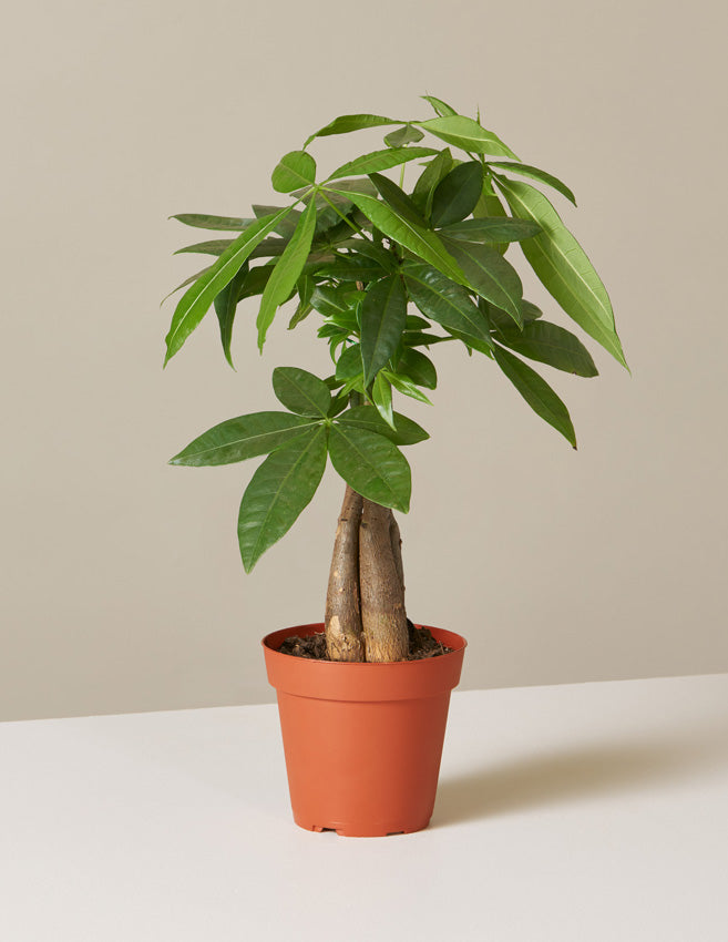 Money Tree Plant
