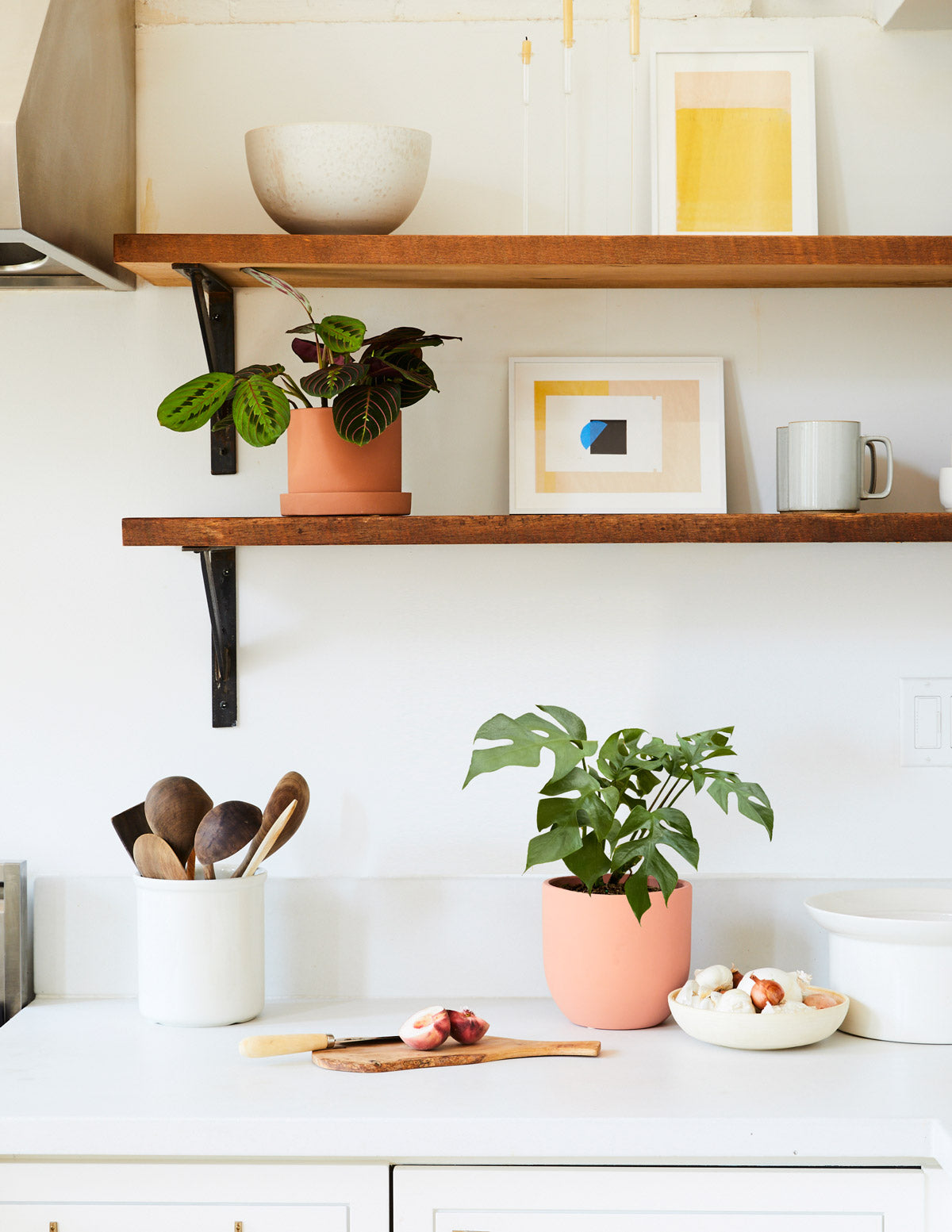 Rhaphidophora Monstera Ginny