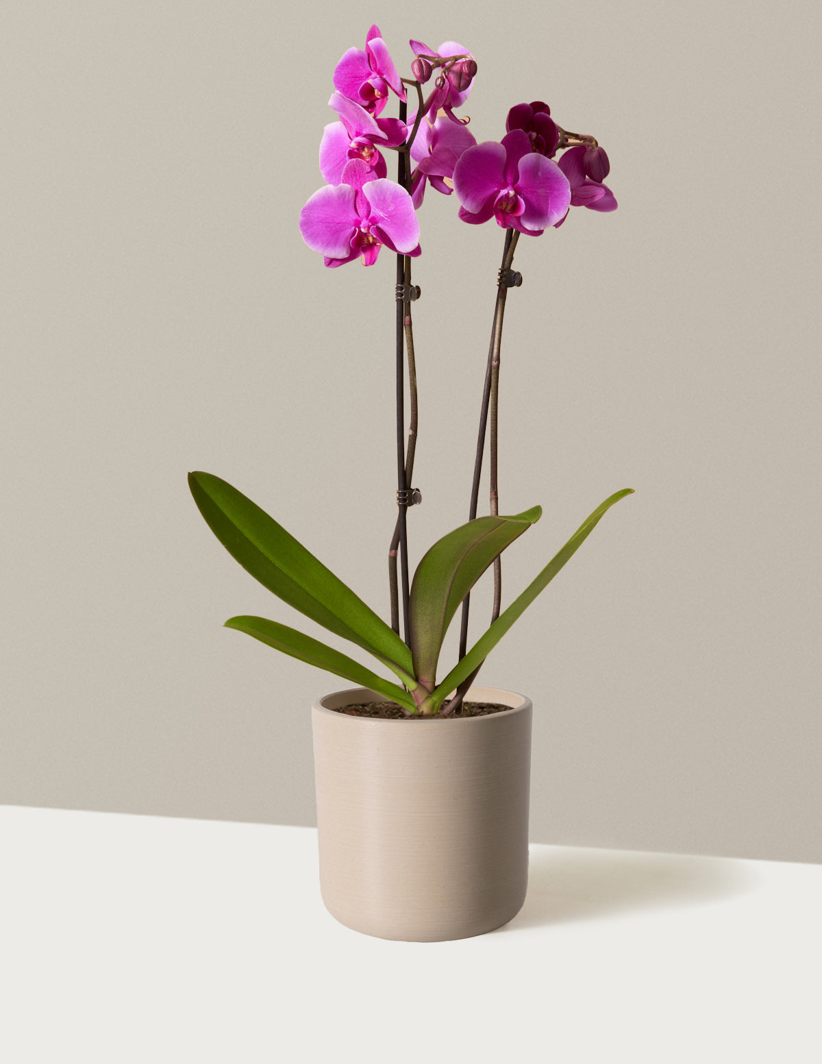 Purple Orchid