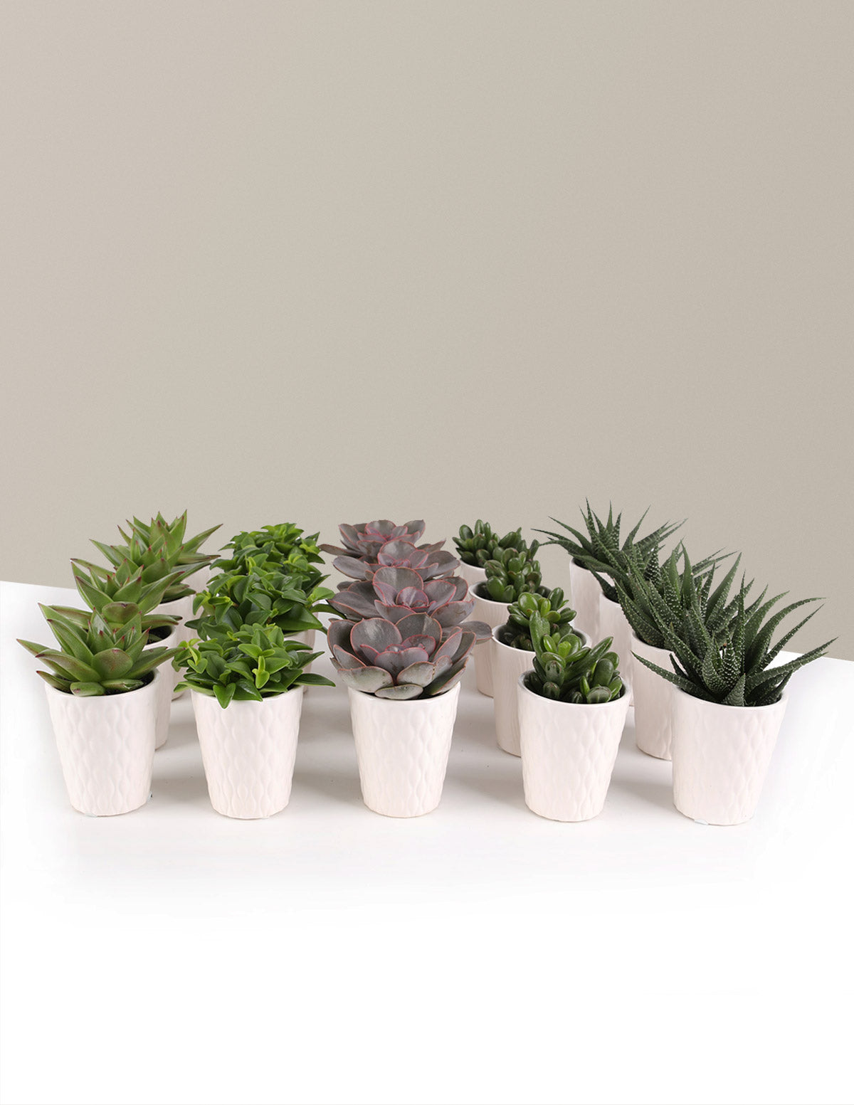 the sill succulents Mega Mini Succulent Party Pack, 20