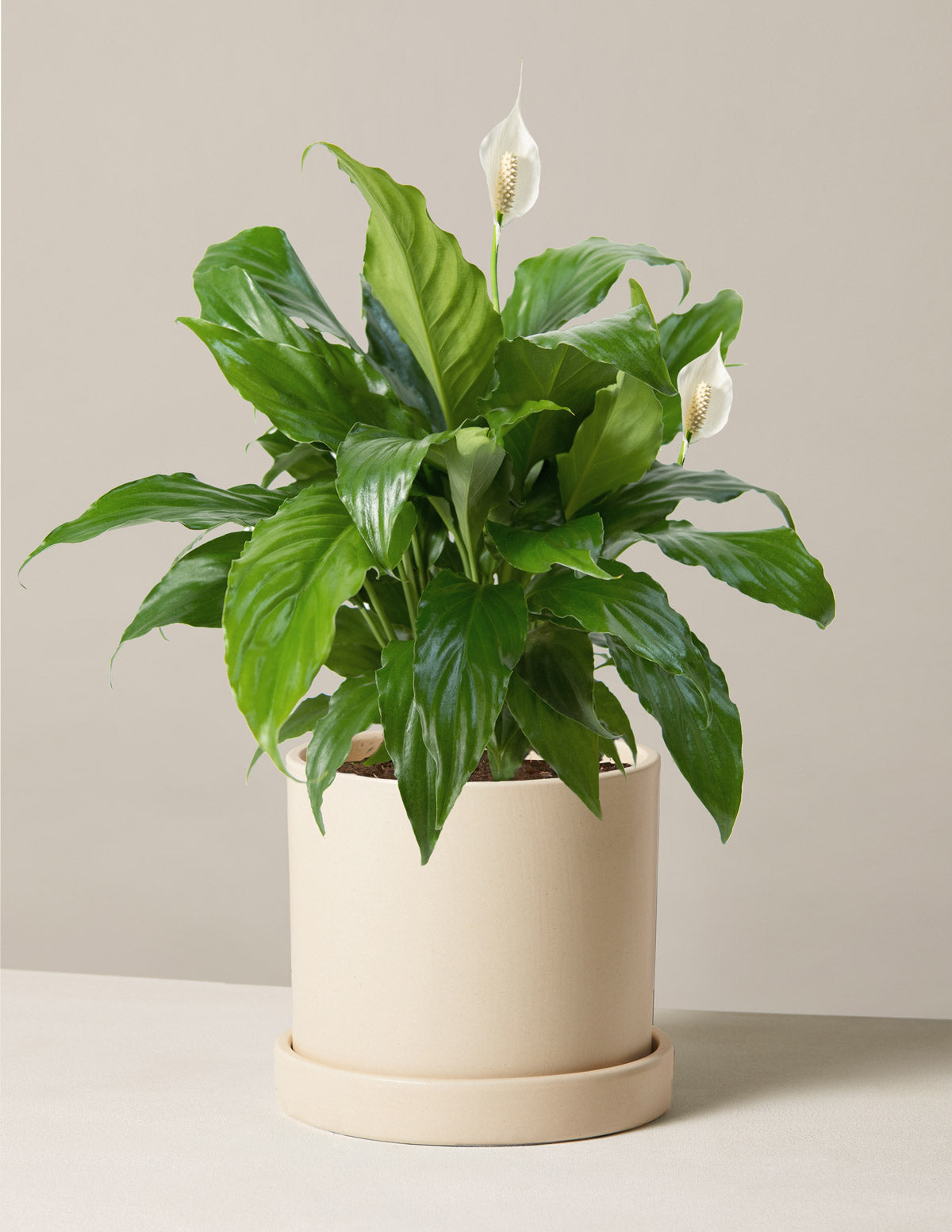 Peace Lily