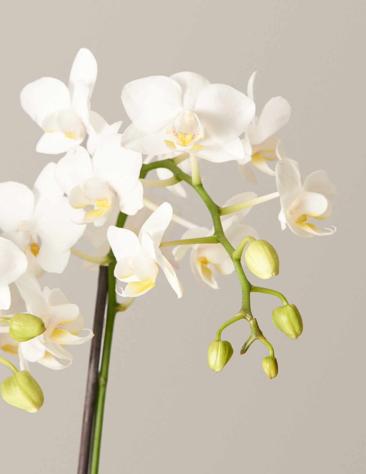Petite White Orchid with Yellow