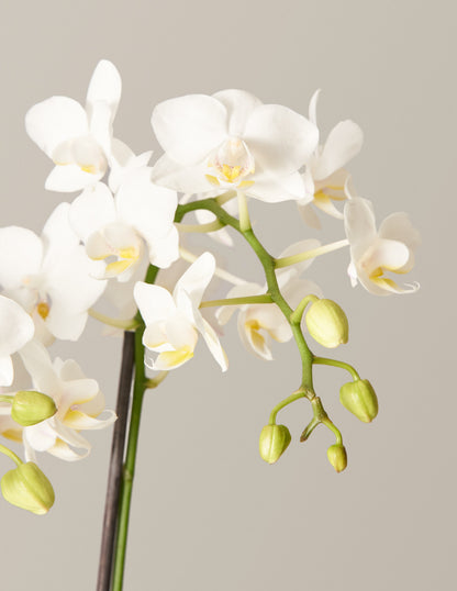 Petite White Orchid with Yellow