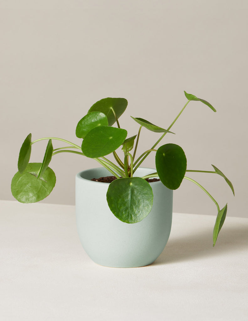 How to care for a Pilea Peperomioides