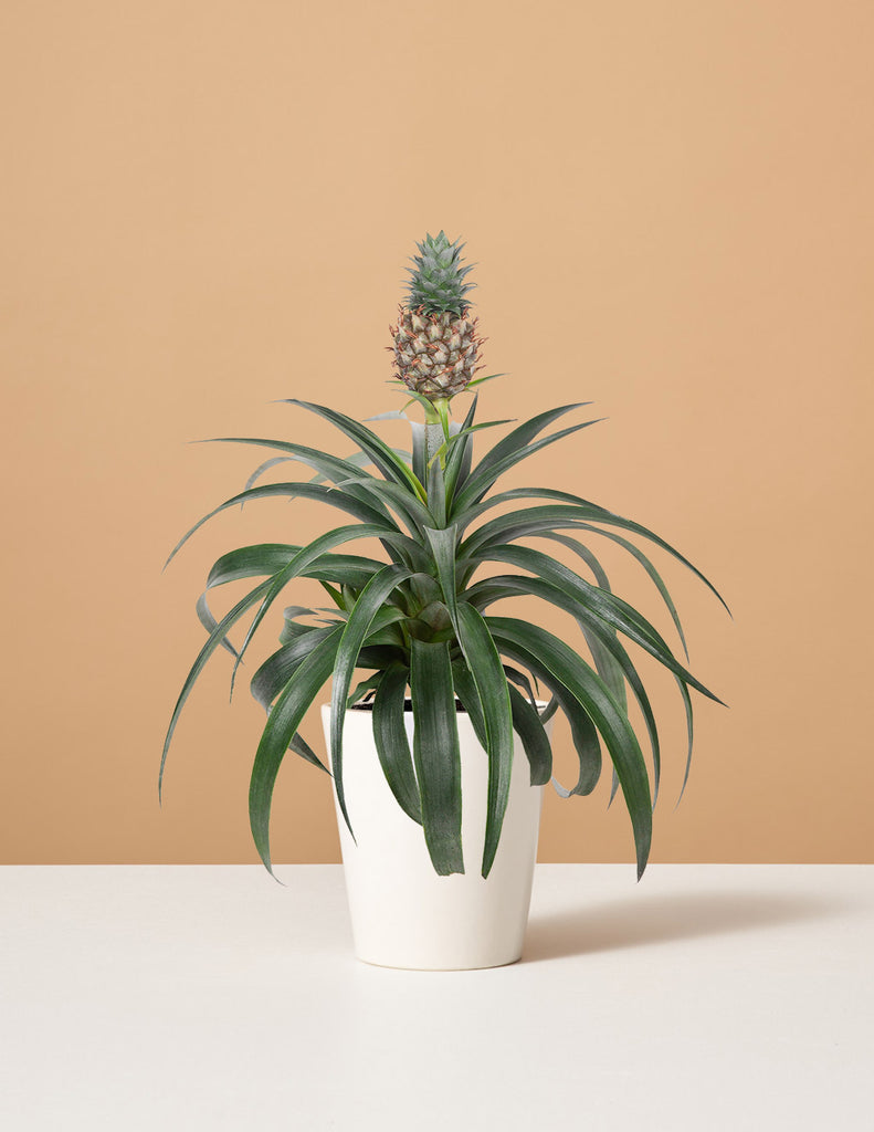 How to care for a Pineapple Plant