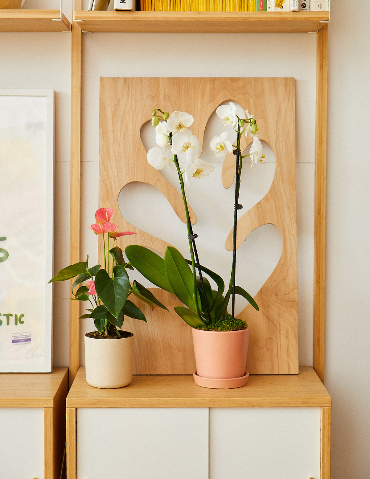 White Flowering Party Pack