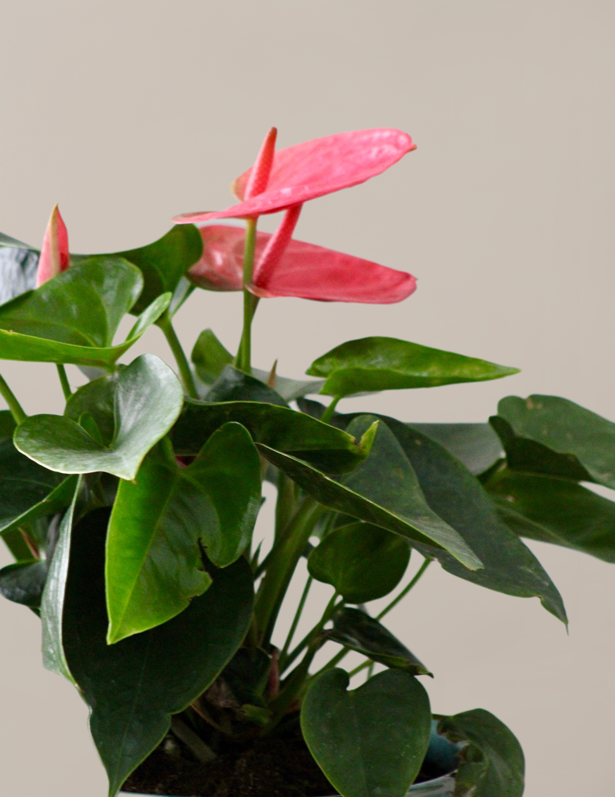 Large Double Anthurium