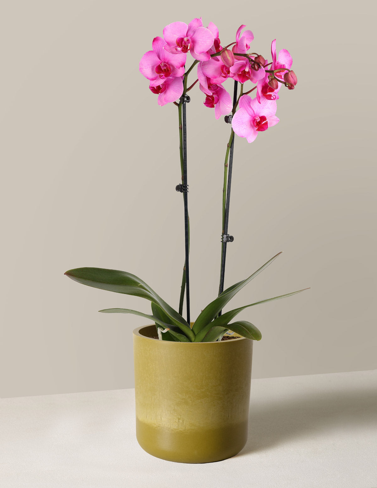 Pink Watercolor Orchid