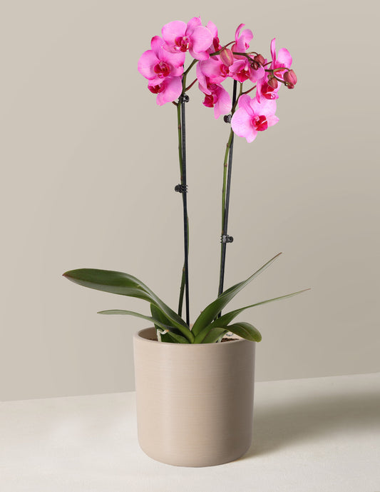 Pink Watercolor Orchid