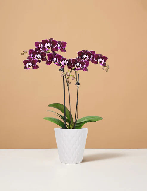 How to care for a Mini Orchid