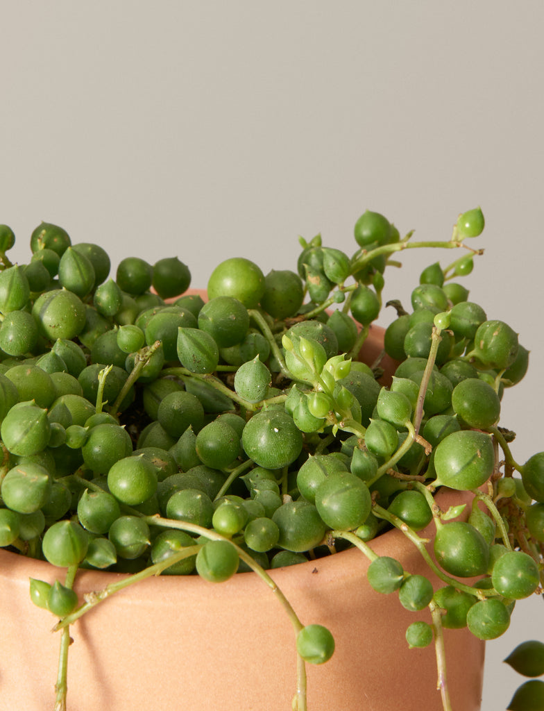 How to care for a String of Pearls