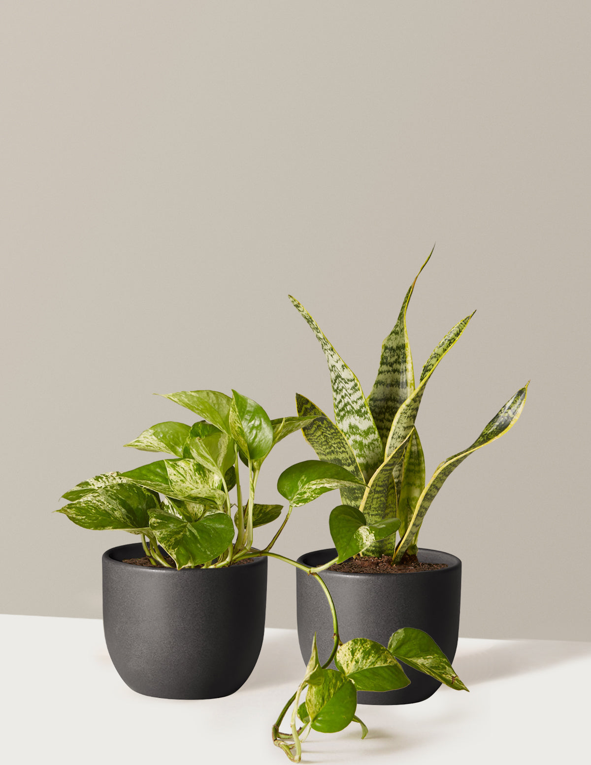 indoor plants original The Classic Duo Houseplants with Planter - Small (3"-12" tall) Cream Planters